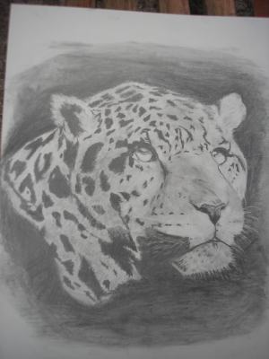 Hlava leoparda