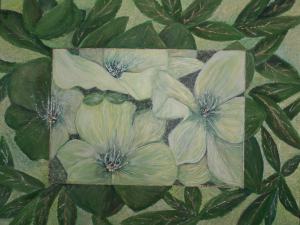 Helleborus