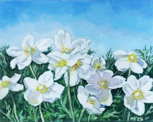 Anemone