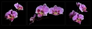 Stanislava Farkasová - Orchidea