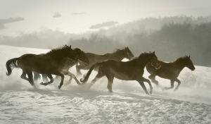 Anton Martinec - Winter horse